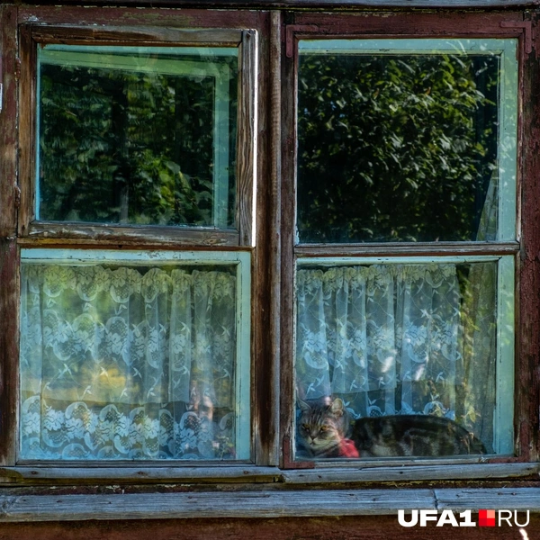 Кошачий патруль | Источник: Булат Салихов / UFA1.RU