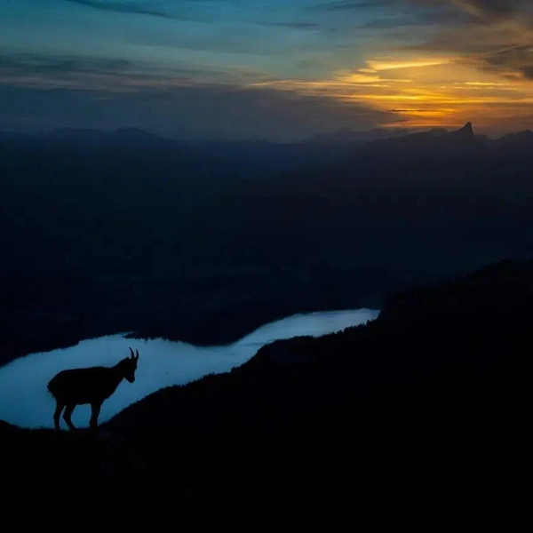 Второе место в номинации «Млекопитающие» | Источник: Karsten Mosebach / GDT Nature Photographer of the Year 2025