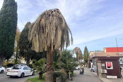 Козлов возглавит комиссию по спасению субтропиков Сочи