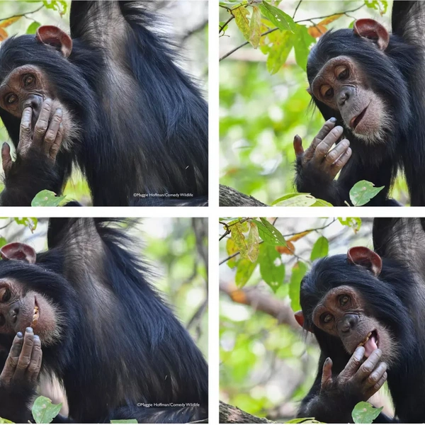 «Тот самый вкус». Победитель в номинации «Портфолио» | Источник: Maggie Hoffman / Nikon Comedy Wildlife Awards 2025