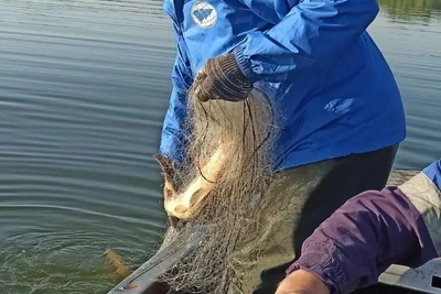 В Цимлянском водохранилище вырос улов сазана
