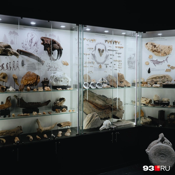Все экспонаты&nbsp;— строго по документам | Источник: Дарья Паращенко / 93.RU