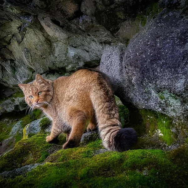 Источник: Vladimir Cech Jr / Close-up Photographer of the Year 2025