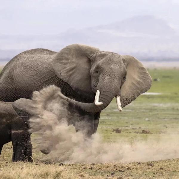 Источник: Хизер Кадворт / 2026 The Comedy Wildlife Photography Awards