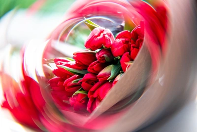 Тюльпаны из красноярских теплиц поступили в продажу