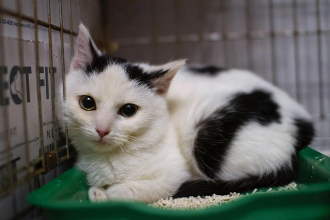 Какой красавец! | Источник: Общественное движение помощи животным «Ковчег» / ВКонтакте