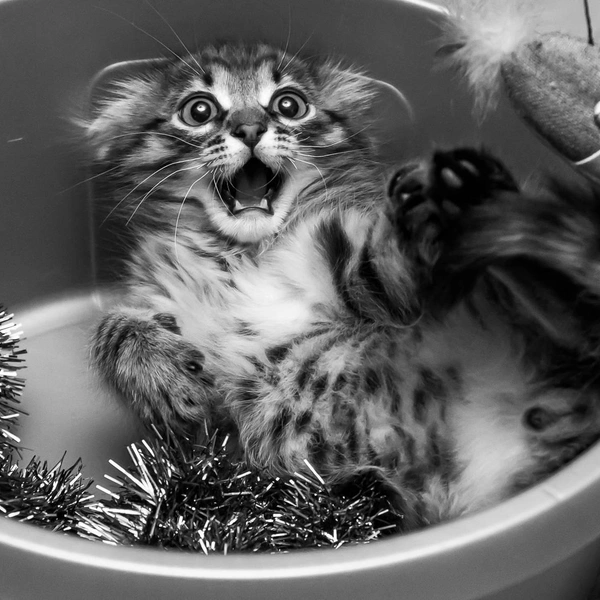 Кошка танцует, кошка кричит: 20 самых ярких снимков лауреатов ежегодной фотопремии 35awards, Всемирный день кошек, смешные фото кошек | Источник: Юрий Морозов, 35awards