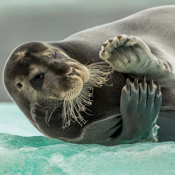 «Что вы делаете сегодня вечером?» | Источник: Audun Rikardsen / European Wildlife Photographer of the Year 2014