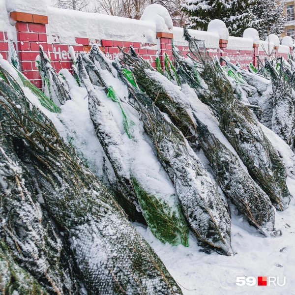 Источник: Тимофей Калмаков / 59.RU