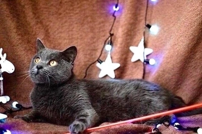 Метис британца и русской голубой пять лет ждет хозяев