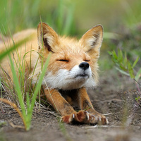 Аватарка alenanikitina89