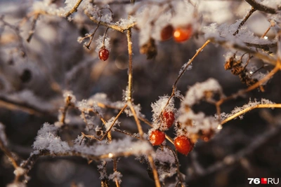 После оттепели в Ярославль вернутся морозы