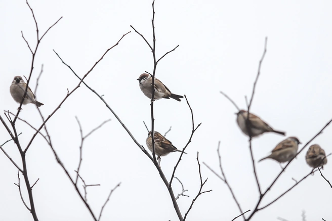 Важна подкормка в зимний период | Источник: Евгений Вдовин / 161.RU