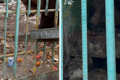 В томском мини-зоопарке звери страдают от антисанитарии