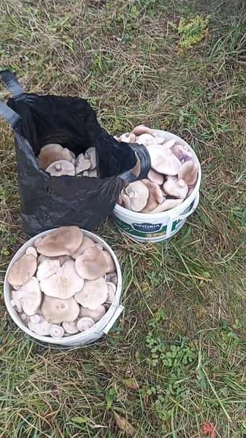 Самые заядлые грибники даже сейчас набирают целые ведра грибов | Источник: Группа VK «Грибы и грибники Рязани»