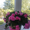 userpic__Elena_893