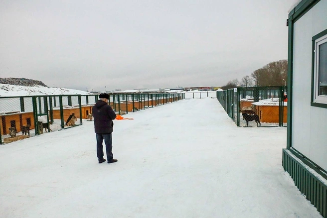 В пункте хотят запустить ветеринарное обслуживание | Источник: Кудрявцев Максим / Telegram