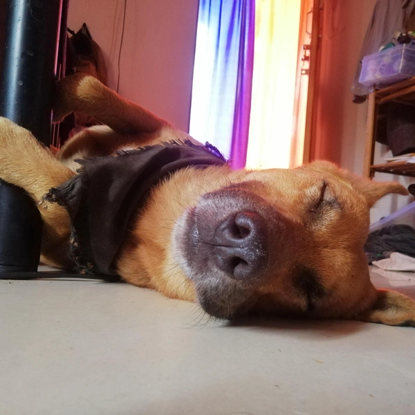 Пес продолжает жить свою лучшую жизнь, но уже в России | Источник: личный архив Ильи Морозова