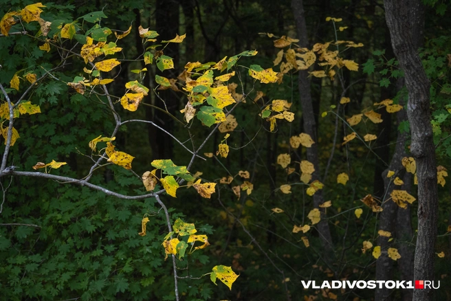 Источник: Елена Буйвол / VLADIVOSTOK1.RU