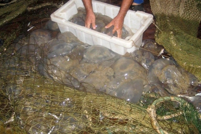 Don River Salinity Increase: Sea of Azov Jellyfish Threat?