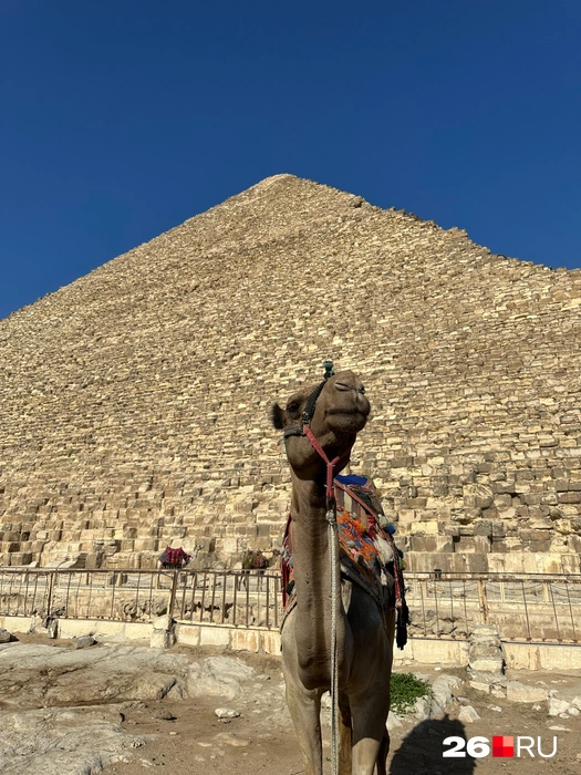 Источник: Габриелла Захарова / 26.RU