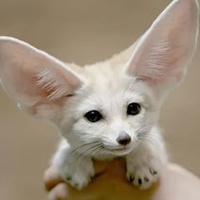 Аватарка White_Fox
