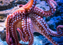 В США могут законодательно запретить есть осьминогов