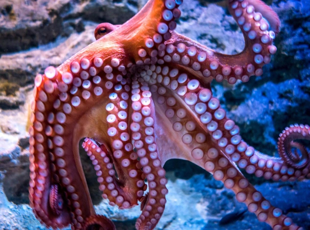 В США могут законодательно запретить есть осьминогов