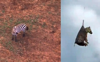 Опубликовано видео с пойманной в штате Теннесси зеброй: беглеца ловили несколько дней