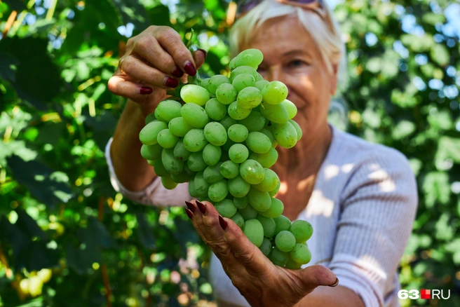 Некоторые грозди весят почти 2 килограмма | Источник: Роман Данилкин / 63.RU