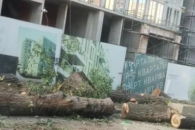 Мэрия Рязани ответила на жалобы о вырубке деревьев на Фирсова