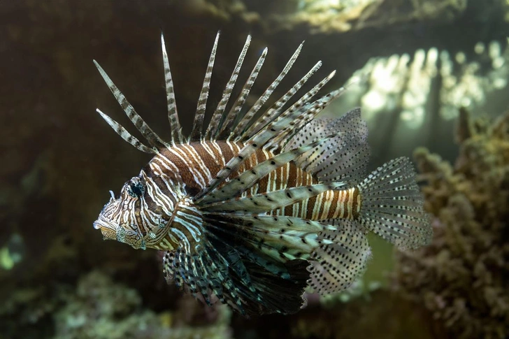 Обыкновенная крылатка, или Красная крылатка (Pterois volitans), Мальдивы, Индийский океан | Источник: carla65 / Alamy / Legion Media