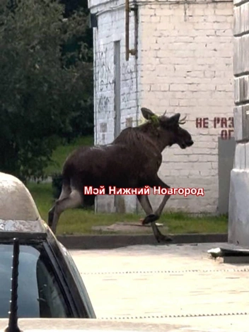 Лось в Сормовском районе | Источник: Мой Нижний Новгород / Telegram