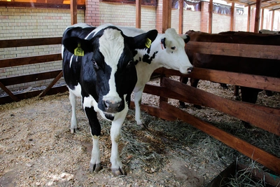 Новосибирским хозяйствам помогут восстановить поголовье скота