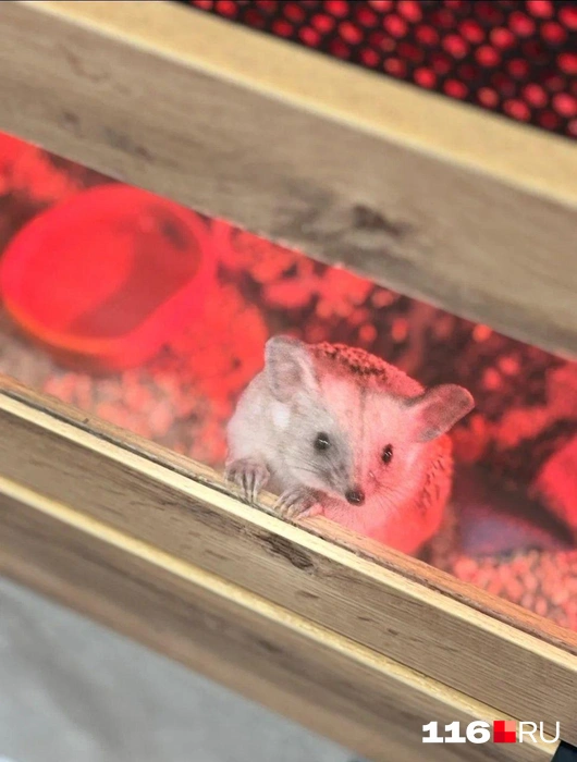 Источник: Регина Алтынбаева/ 116 RU