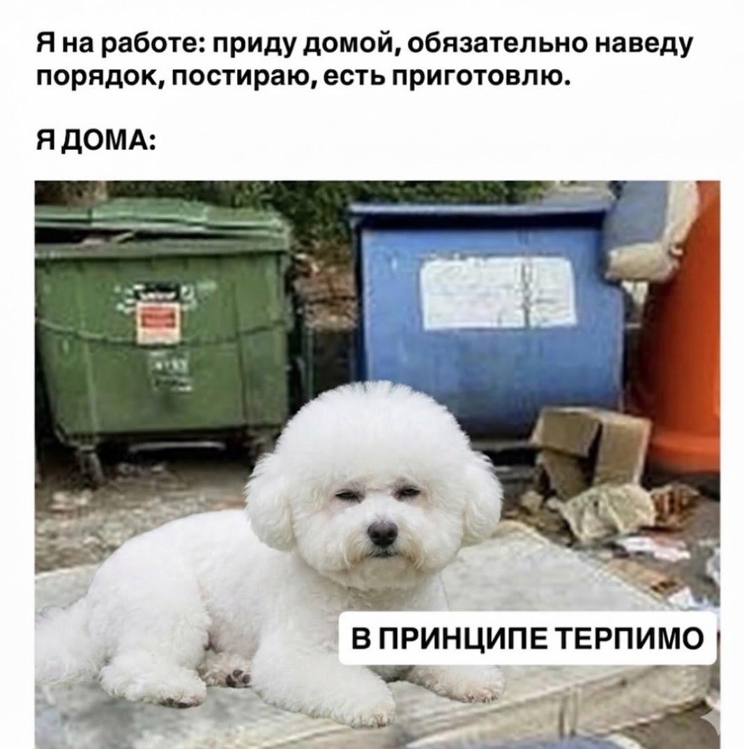 Вот такой вот мем, собачка: 100 самых смешных картинок с собаками и про собак