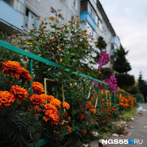 Пышные бархатцы выглядывают из-за ограждения | Источник: Евгений Софийчук / NGS55.RU