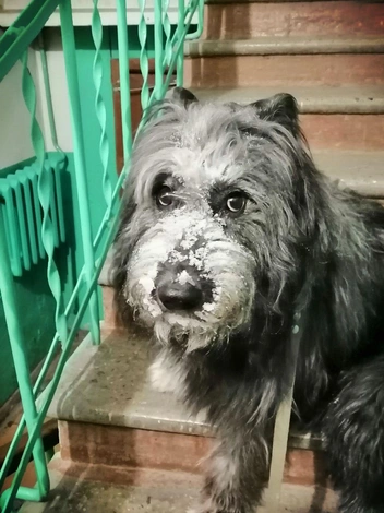 После увлекательной снежной прогулки придётся греть нос дома | Источник: читательница НГС Алёна