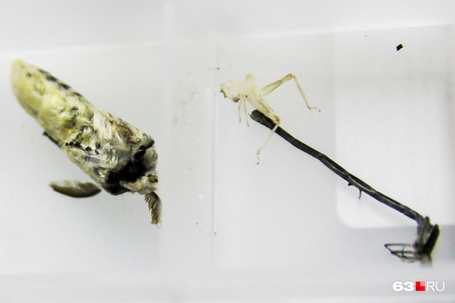 Справа — стрекоза, слева — мотылек | Источник: Ксения Бирюкова / 63.RU