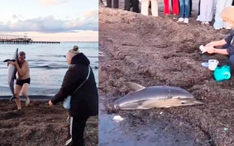 Мама погибла, детеныш выжил: на пляж в Анапе выбросились два дельфина-белобочки (видео)
