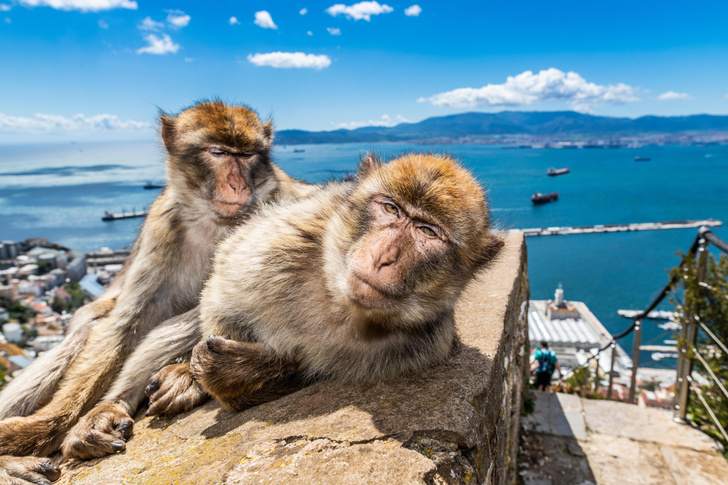 Где в Европе можно встретить обезьян?