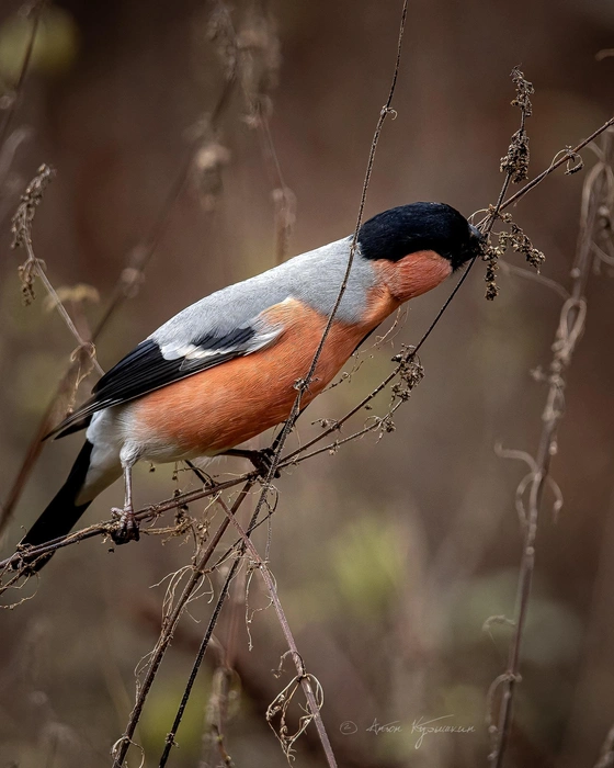 Снегири прилетели в Удельный парк  | Источник: Антон Кубышкин / «Птицы СПб и России»
