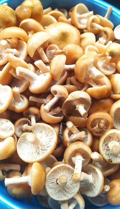 А вот Марине Кузнецовой удалось собрать огромное ведро опят | Источник: Грибы и Грибники Подмосковья / Vk.com