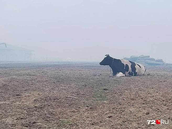 Корова устала и просто легла на землю. Ее не пугал даже дым | Источник: Артур Галиев