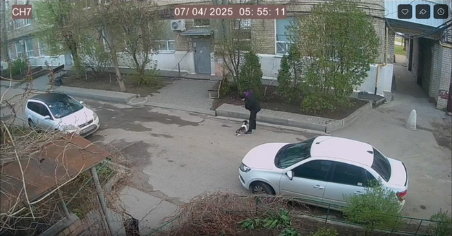 Момент нападения собаки на женщину попал на видео | Источник: читатель V1.RU
