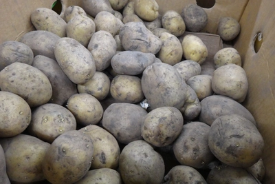 Аграрий о ценах на картофель: «Просто выживаем»