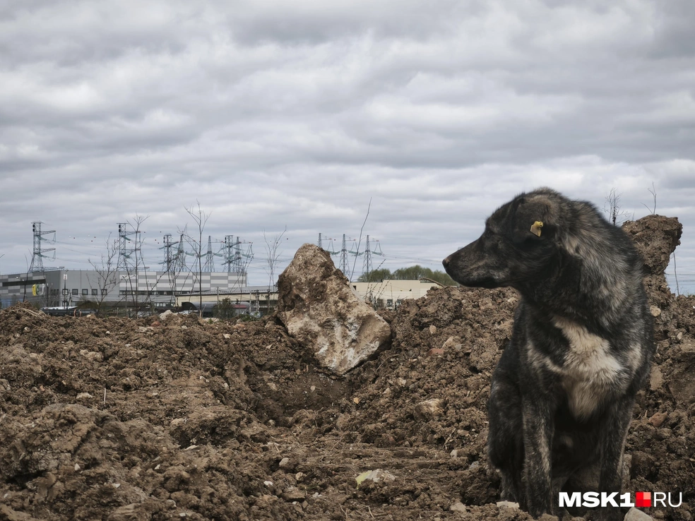Пейзажи в Беляниново весьма апокалиптичные | Источник: Михаил Мечев / MSK1.RU