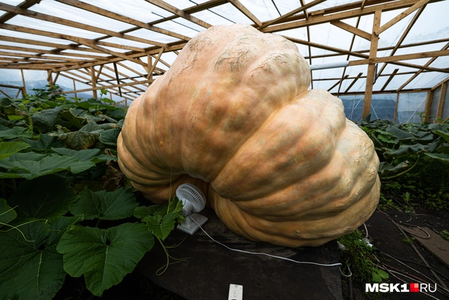 Источник: Артем Устюжанин / MSK1.RU