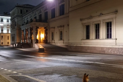 Лиса пришла к Эрмитажу в Петербурге