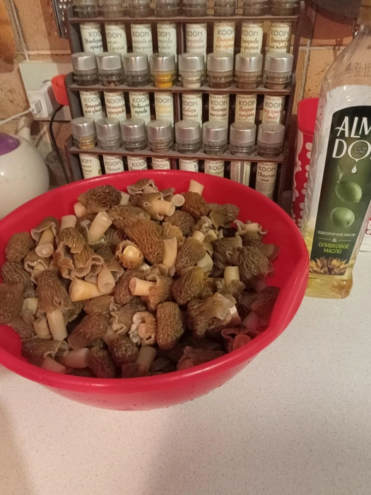 Именно сморчками грибники традиционно открывают сезон | Источник: Сергей Непотопляемый; Грибы и Грибники Алтайского края